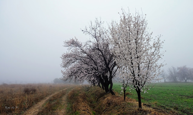 Jérez del Marquesado, senderismo, trekking, almendros en flor