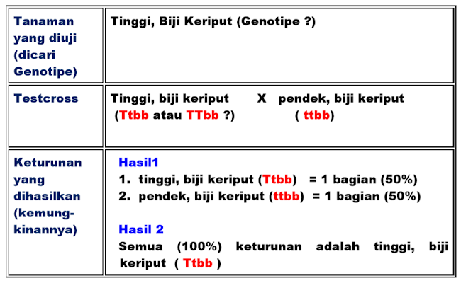 Testcross pada Tanaman Dihibrid