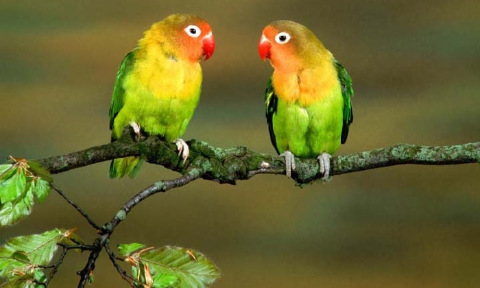 harga lovebird terbaru