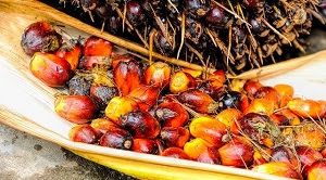 Klasifikasi, ciri, dan syarat tumbuh kelapa sawit adalah tanaman dari jenis Elaeis guineensis Jacq. yang dicirikan akar, batang, daun, bunga, buah.