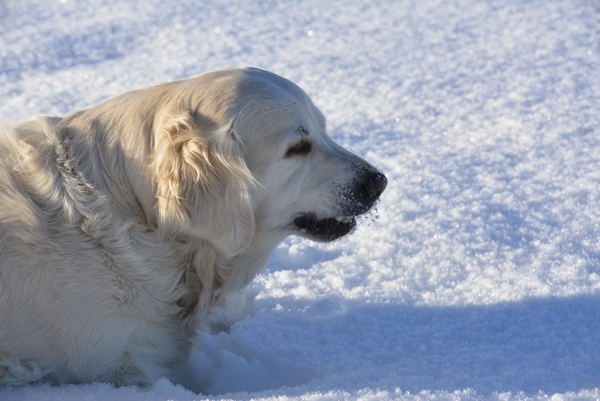 golden retriever