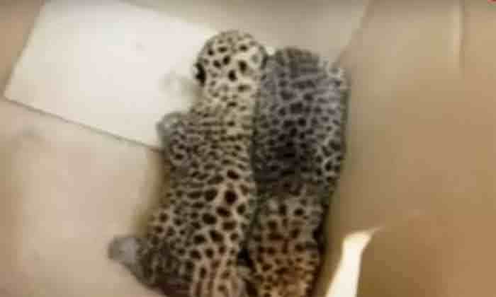 Palakkad, News, Kerala, Animals, Found, House, Leopard cubs, Leopard cubs found in closed house at Palakkad