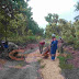 Kelompok Tani Hutan Gubug Dhuwur Makmur Gotong Royong Perbaiki Jalan dengan Bantuan Ir. Siswanto (Anggota DPRD Blora)