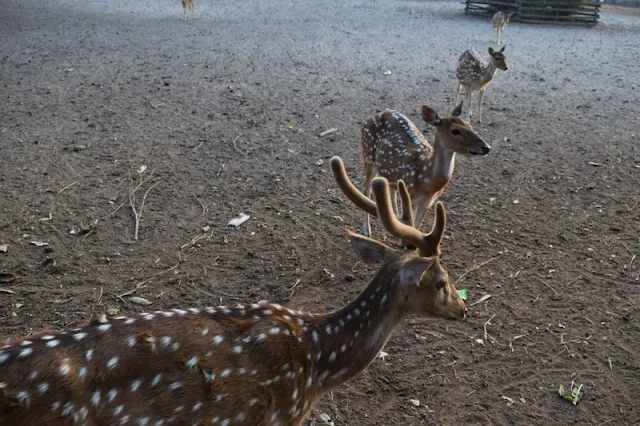 Spotted deers at Karamjol Wildlife Sanctuary