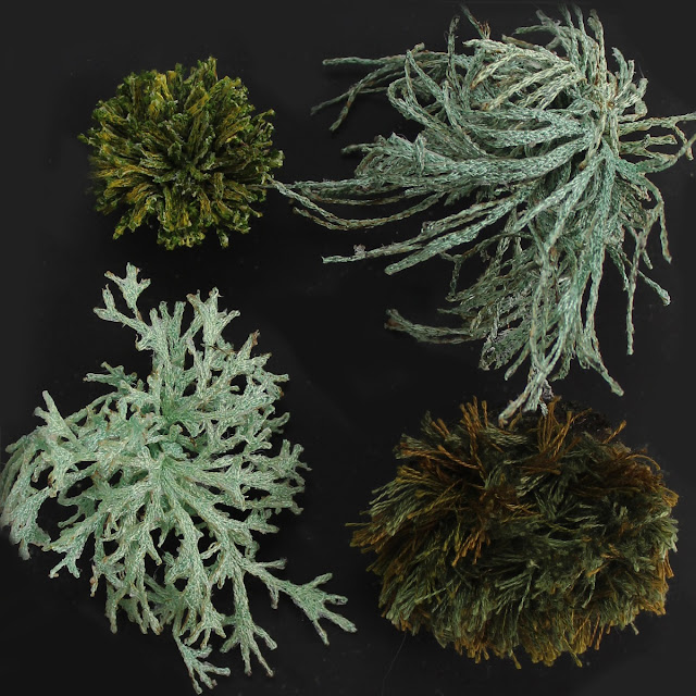 Amanda : Moss and Lichen TQ 085 439, 2018, Built up layers of free machine embroidery (Photo credit, Fraser James)