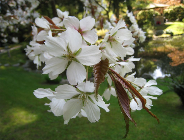 Prunus 'Taki-nioi'