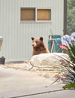 A bear behind a boulder in front of a house.