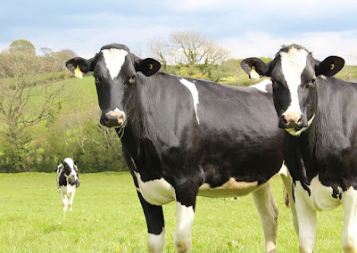 Dairy cow breeding guide