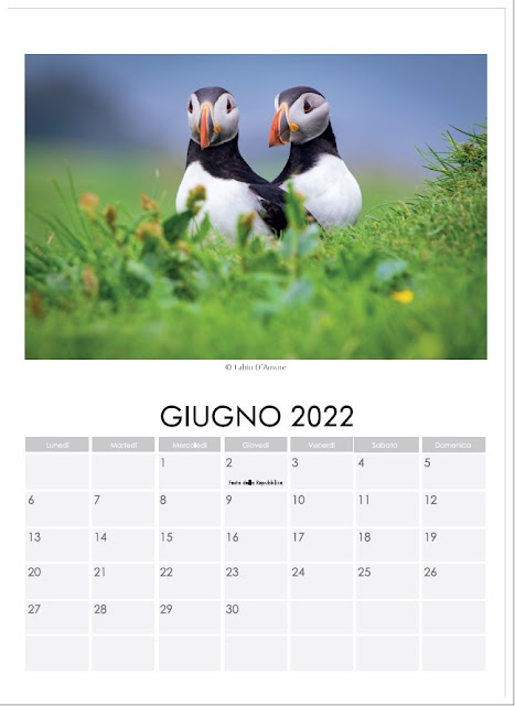 Giugno-Calendario Puffin (Isole Faroe) 2022