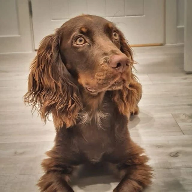 Cocker Spaniel long ears