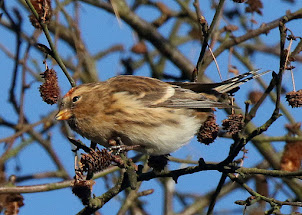 Ogden Redpoll