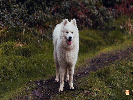 Harga Anjing Samoyed Anakan (Puppy) dan Dewasa per Ekor Tahun 2023