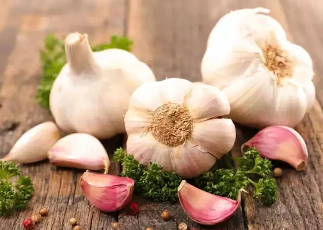 Garlic