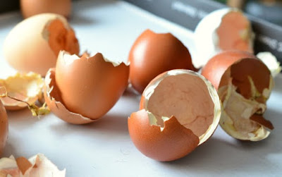 Apa manfaat cangkang telur ayam/bebek/angsa untuk tanaman?