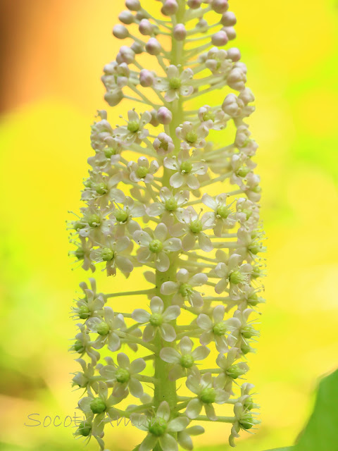 Phytolacca japonica