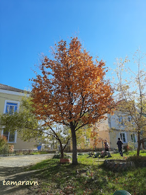 Мелкоплодник ольхолистный / Рябина ольхолистная (Micromeles alnifolia, =Sorbus alnifolia)