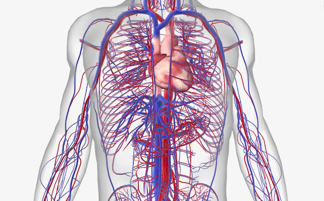 The circulatory system is more than 60,000 miles long