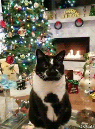 Christmas cat GIF • Funny 'Goalkitty', to get you in the holiday spirit. She gives such lovely Internet hugs