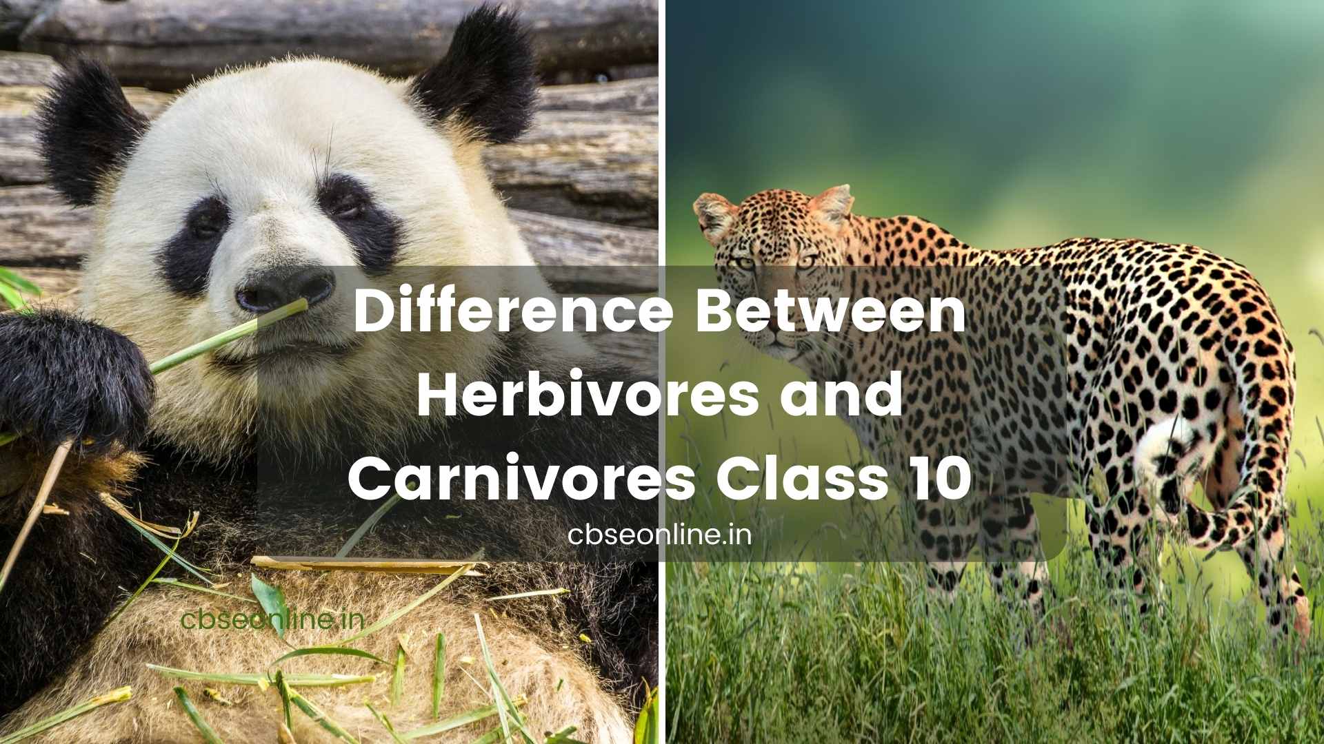 Difference Between Herbivores and Carnivores Class 10 - CBSE ONLINE