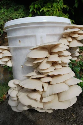 Top Mushroom Company in Niger