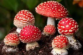 Top Mushroom Company In Angola | Buy Mushroom Online In Angola | Mushroom Exporter In Launda