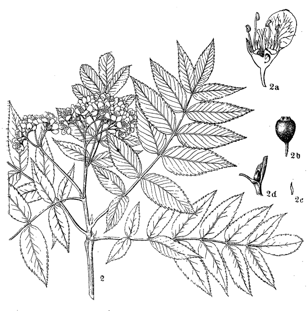 Рябина бузинолистная (Sorbus sambucifolia)