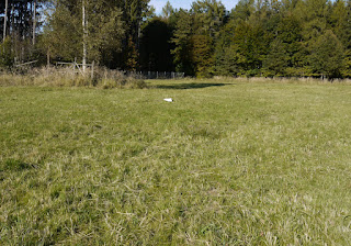 Hirschwiese im Forstenrieder Park