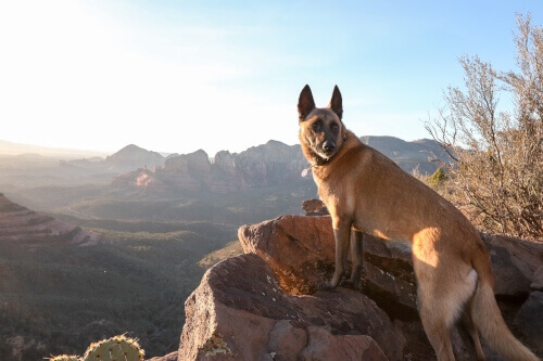 Vacaciones con Perros en Sedona, Arizona