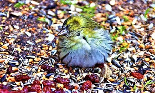 Can Birds Eat Raisins?