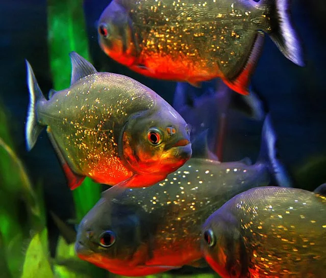 Jenis dan Harga Ikan Piranha -harga ikan piranha,piranha perut merah,piranha red belly,ikan piranha ganas,jenis piranha perbedaan bawal dan piranha