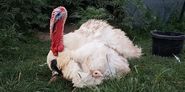 Beltsville Small White Turkey