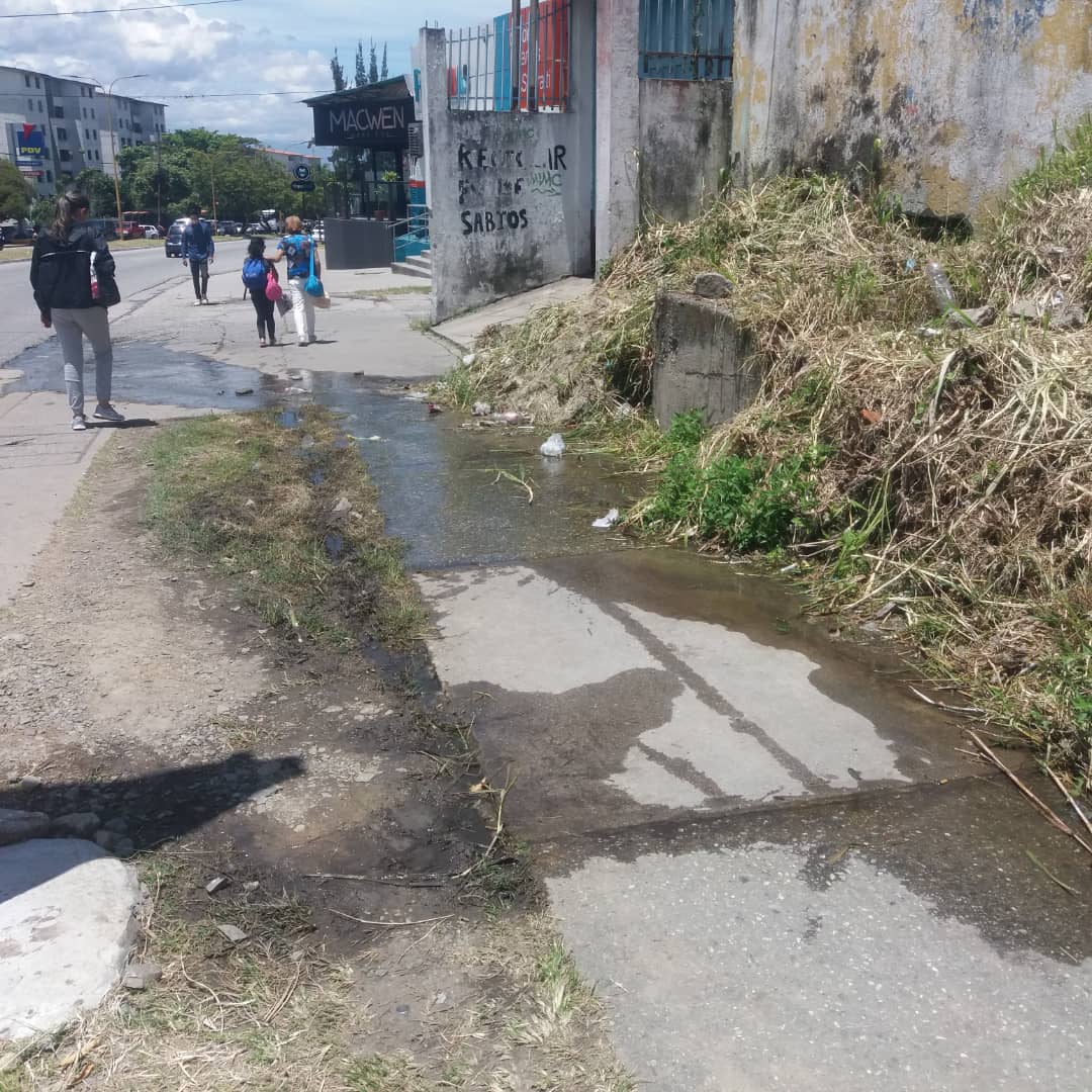 Botes de agua corren libremente en la ciudad de Mérida