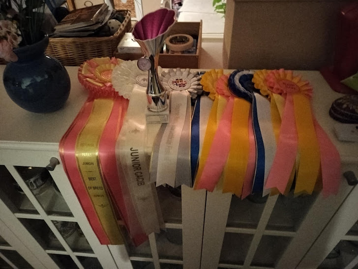 Ella was Finnish junior champion Best junior,  Junior Nord CAC, Junior CAC,  Best junior in breed