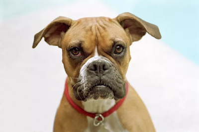 19 Flat-Faced Dog Breeds and How to Care For Them