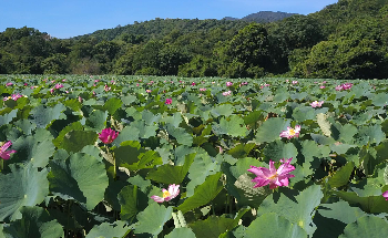 hamparan lotus yang memenuhi rana tonjong