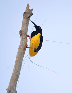 Bird-of-Paradise