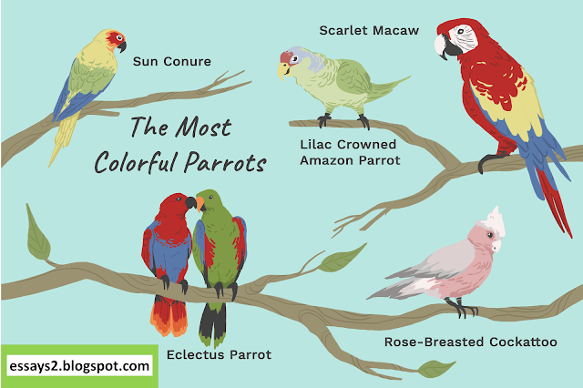 Parrot Colors: