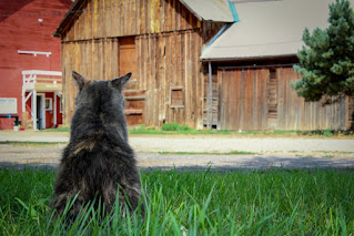 The back of a grey cat in foreground facing a barn.