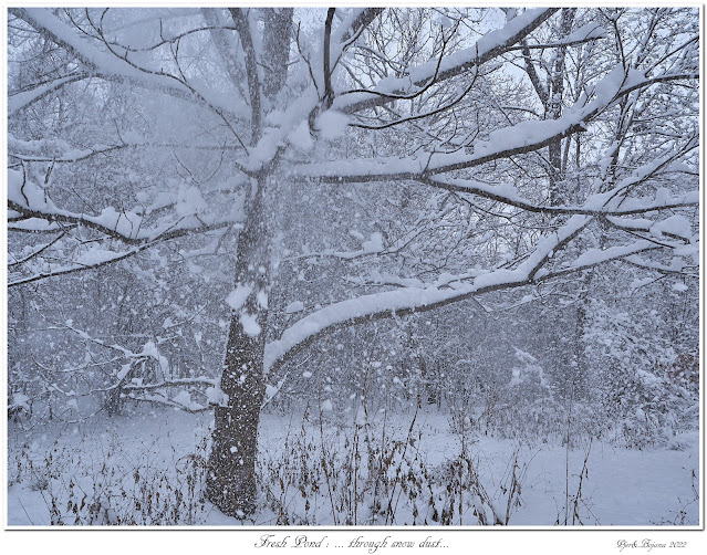 Fresh Pond: ... through snow dust...