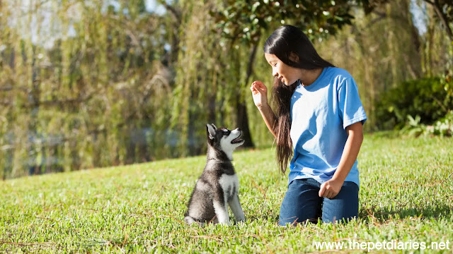 The ABCs of Puppy Training