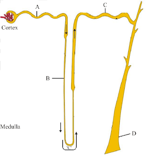 Nephron NEET Questions