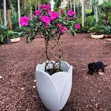 A azaleia é uma planta de origem oriental que se adapta perfeitamente ao clima brasileiro. Essa planta ornamental pode ser encontrada em vários portes diferentes desde mínis azaleias até as plantas que atingem 2 metros de altura.