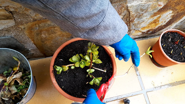 Cuaderno de campo de una Jardinera día nº 3: "Hortensias: abonado y poda".