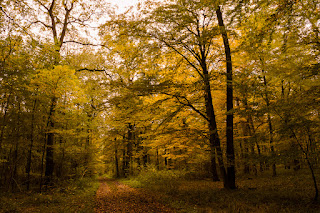 Naturfotografie Herbstfarben Olaf Kerber