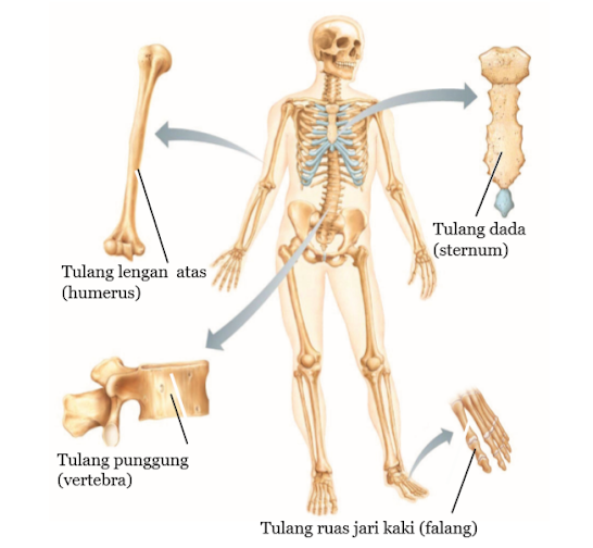 Gambar Macam Tulang Berdasarkan Bentuk dan Ukurannya