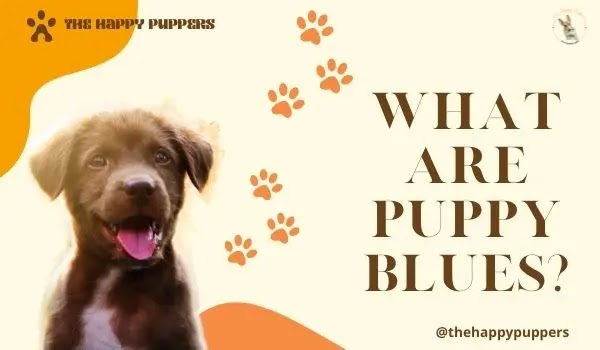 How to survive puppy blues?