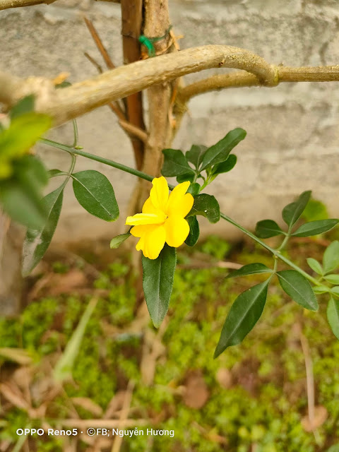 Jasminum mesnyi