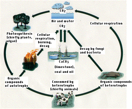Image of The Carbon Cycle