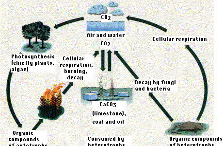 The Carbon Cycle