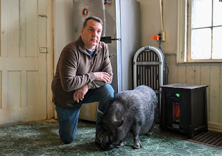 Seorang Warga Amerika Digugat Karena Pelihara Babi di Dalam Rumahnya